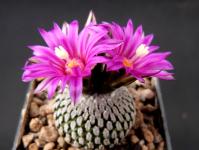 Thumbnail of 1626_Turbinicarpus pseudopectinatus_20130414(1).JPG